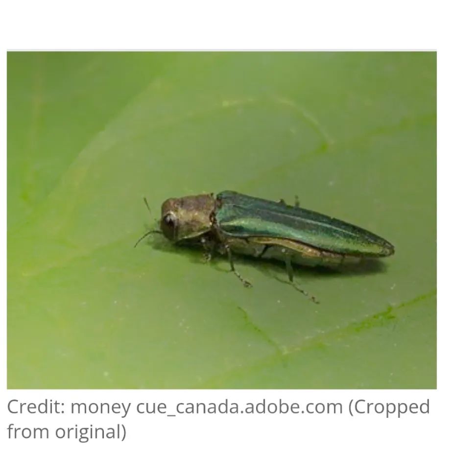 It's been about a month since emerald ash borer (EAB) presence was detected in Forest Grove, OR. The South Santiam Watershed Council, like many other councils in the area, has used native ash extensively in riparian vegetation projects and we are hopeful that these plantings will remain unscathed. We plant at high densities, as well, so if EAB do arrive locally, and ash sustain damage and mortality, we hope that other species will remain robust. Oregon has been planning for the arrival of EAB, and links to more information, including Oregon's response plan and a podcast from OSU Extension, are in our bio. This news is disheartening, but we have tools and techniques to work with, an awareness of the situation, and the strength of partnership on our side.