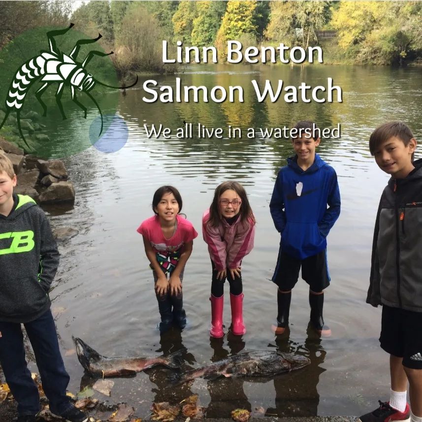 What time is it? Showtime! Sorry kids, but school is right around the corner. Luckily, we get to start the year off right-- with field trips!!! And in order to get Lebanon and Sweet Home students in the field to learn about salmon ecology and watershed health, we need your help!But how?!?!?Step 1: Attend a training and learn how to lead learning stations on Salmon Watch trips!  Trainings will be on 8/18 at River Bend County Park and 8/20 at the Albany River Front Community Center. Step 2: Sign up to lead learning stations on Salmon Watch trips! Trips will be at River Bend County Park in late September and early October.If you are secure in your Salmon Watch knowledge, you are welcome to skip Step 1 and go directly to Step 2.  Just keep in mind that we'd love to see you at the trainings, and there will probably be baked goods, so choose wisely. Links to register for trainings and trips are in our bio.  Visit www.lbsw.org for more information!