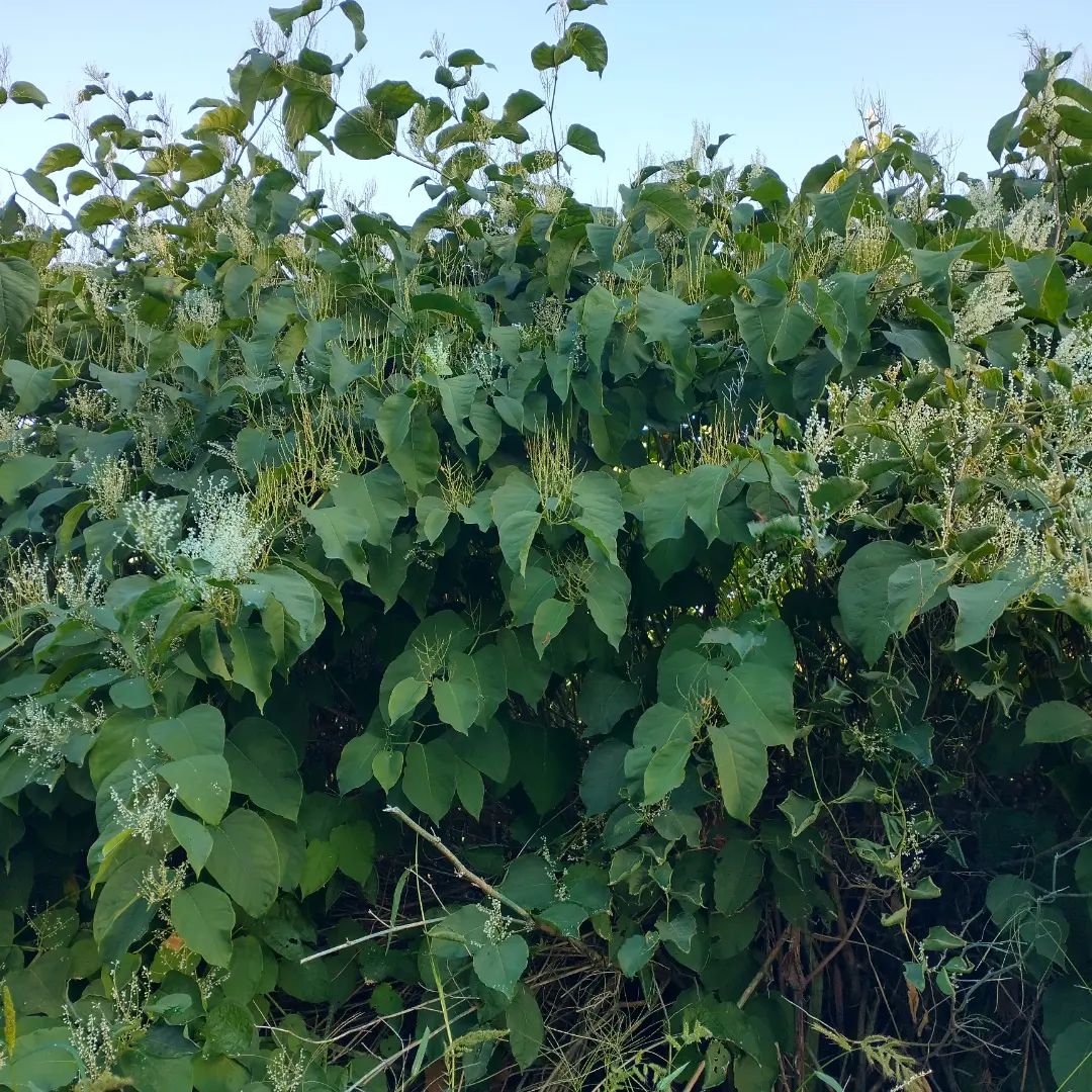 'Tis the spooky season and the only thing scarier than a WALL of knotweed is a CORRIDOR of knotweed! Do you have patches that look like this?  Like zombies, what doesn't completely kill knotweed can make it stronger, so before you tackle it on your own, give us a call for some resources to knock it back for good.  Be safe out there, folks.