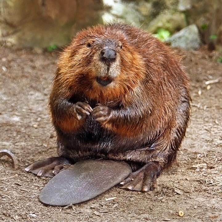 Hey you! Do you own or manage land in the mid-Willamette basin? Do you derive income from that land? Do you have opinions about beaver? We thought so. Visit our website (www.sswc.org) to find out how to participate in a discussion group focused on your interactions with beaver.