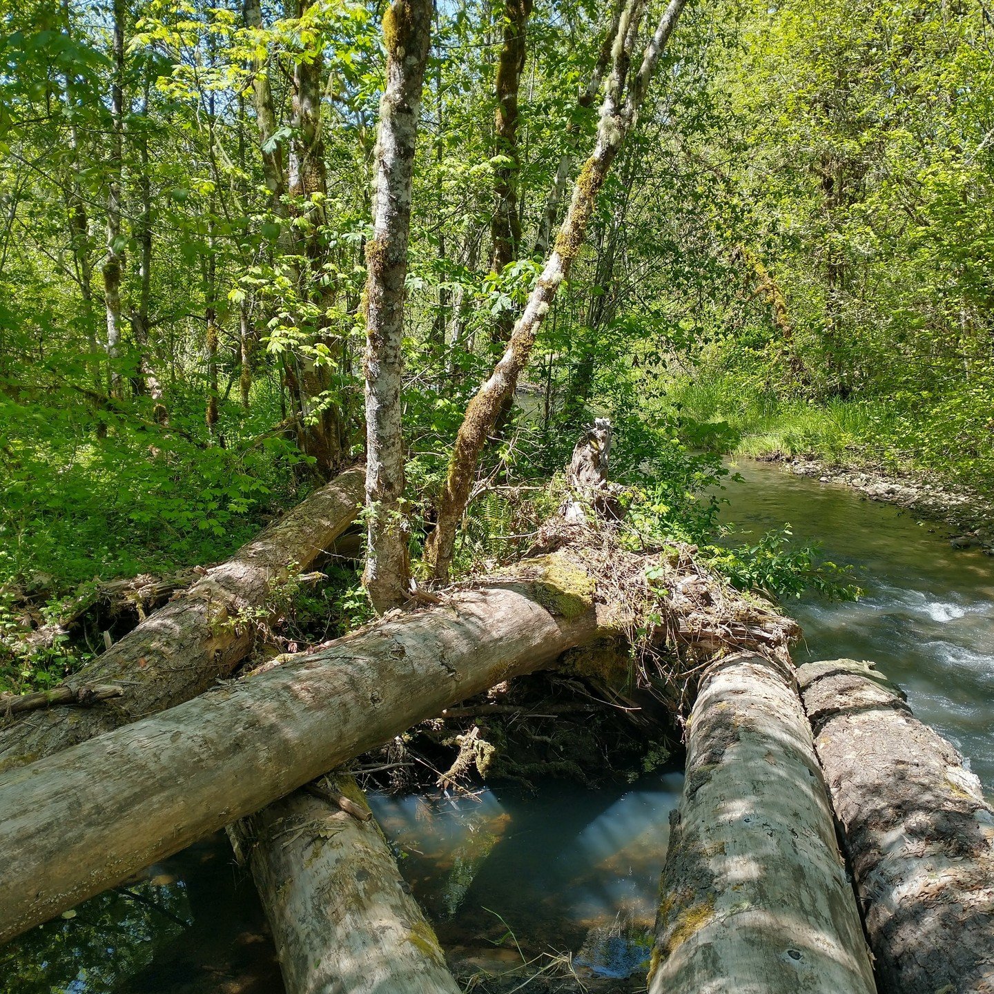 We're back with another recruitment to announce! This one is for our project management people who love taking ideas into action. The ideal candidate will also have a background in ecology and appreciate the human aspects of habitat restoration, protection and enhancement. Link to the position description is in our bio or on our website!#watershedcouncil #albanyoregon #corvallisoregon #sweethomeoregon #lebanonoregon #sciooregon #southsantiam #southsantiamwatershedcouncil #restorationworks Several trees are placed in a stream under a canopy of light green leaves.
