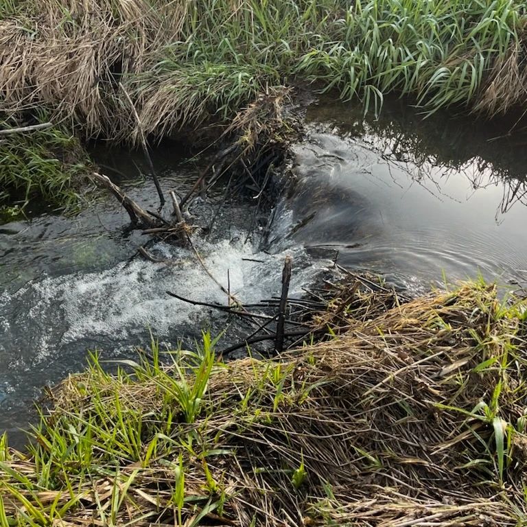 Friday field day!! Staff and friends spent the morning cutting and planting willows along Crabtree Creek today. Highlights of the day include several small beaver dams, a curious coyote, and the satisfaction of seeing a mature planting on a bluebird day!Photo 1: image of water flowing over a small dam constructed of beaver-chewed sticks. Grass lines the banks.Photo 2: a green, grassy field broken up by a fence with a bush in the center, against a backdrop of large trees. A coyote is barely visible by the bush. Photos 3 & 4: green grass and a blue sky with trees and shrubs of various sizes.