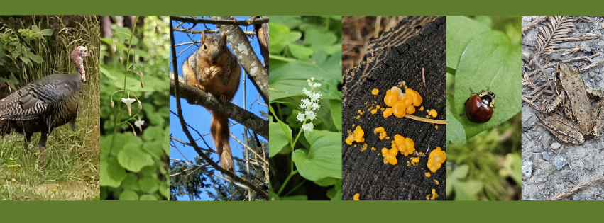 Bioblitz banner