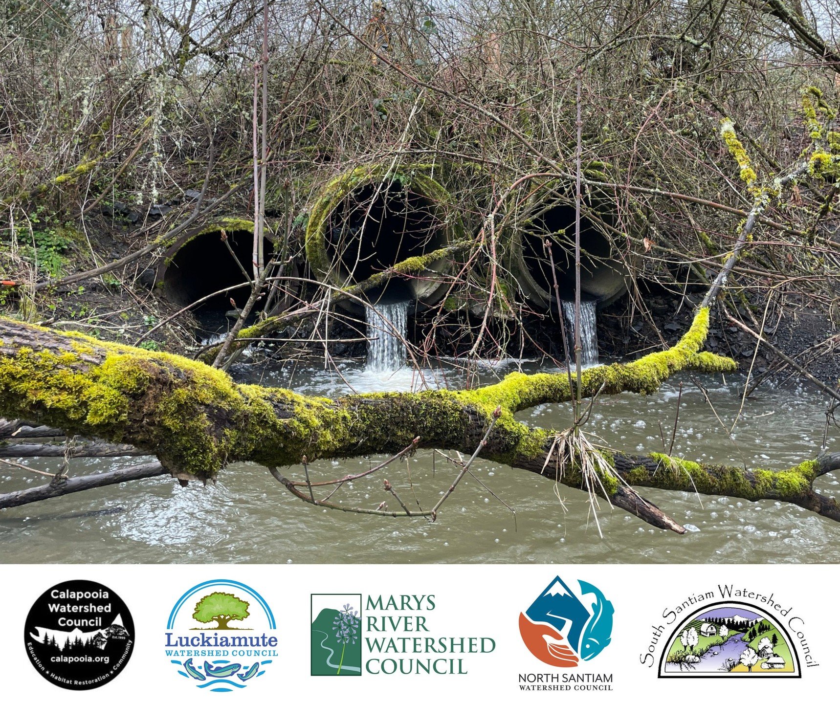 Join us for a Salmon Ecology Tap Talk!The directors of five #watershed councils will be at @commonfieldscorvallis on Monday, September 16th to talk about our recently-awarded NOAA Fisheries grant. Titled "There and back again: a salmonid's tale to restored fish passage in the Mid-Willamette," the $8.7 million award will restore fish passage to 18 different sites in the mid-Willamette, opening access to 43 miles of high-quality spawning and rearing habitat for #salmon and other native fishes including two ESA-listed species. We are excited to share how regional partnerships support largescale #habitatrestoration like this and really hope that you can join us for an evening of storytelling with sides of #science and celebration! @northsantiam @calapooia_watershed_council @marysriverwc @luckiamute_wc @commonfieldscorvallis @noaafisheries